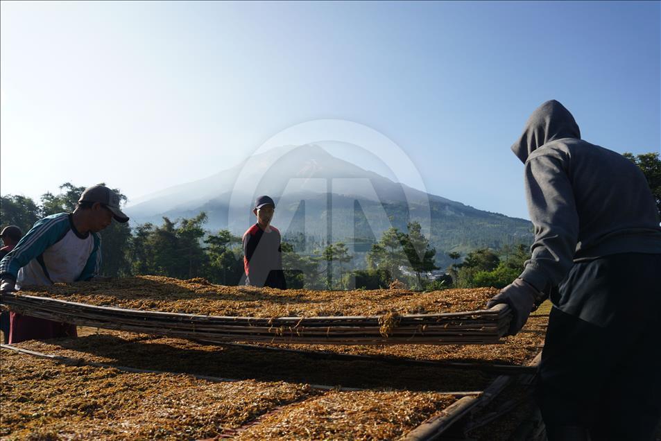 Musim panen tembakau di Wonosobo dan Temanggung