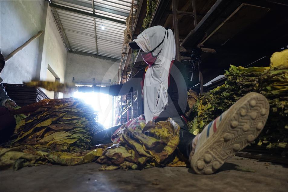Musim panen tembakau di Wonosobo dan Temanggung