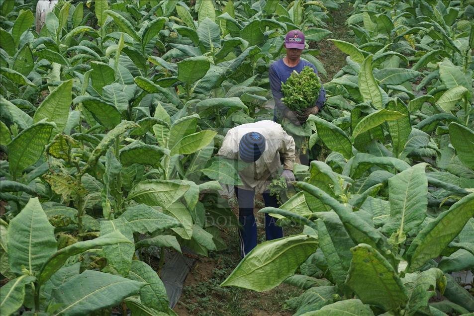 Musim panen tembakau di Wonosobo dan Temanggung
