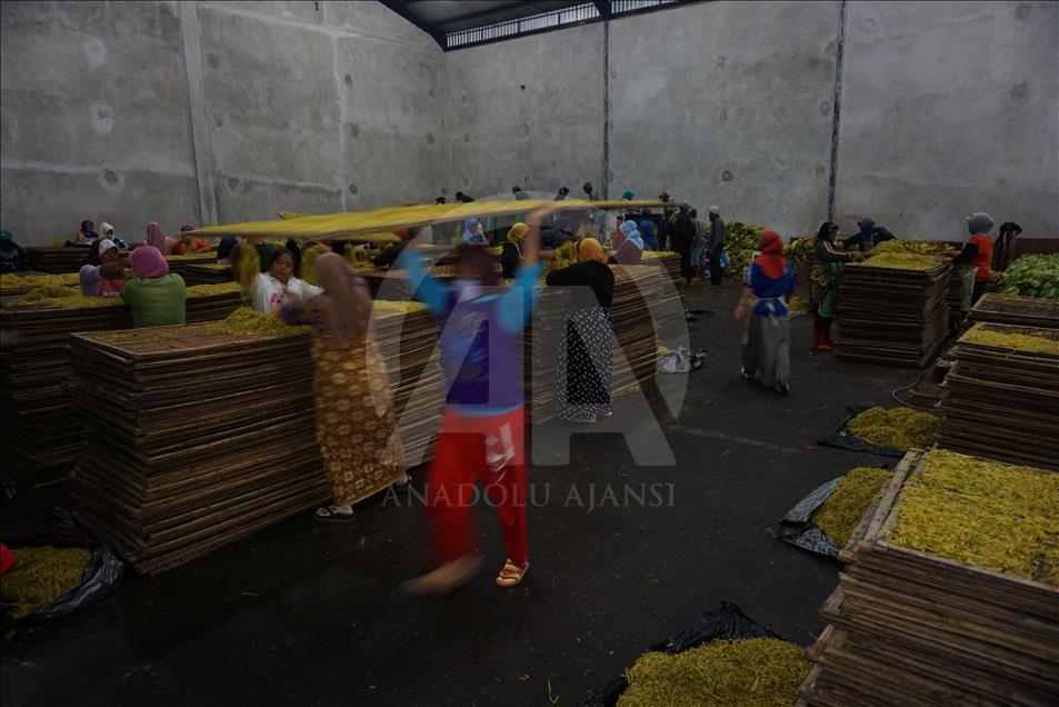 Musim panen tembakau di Wonosobo dan Temanggung
