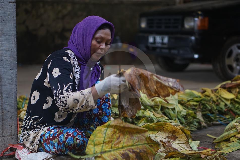 Musim panen tembakau di Wonosobo dan Temanggung