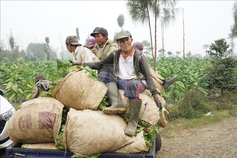 Musim panen tembakau di Wonosobo dan Temanggung
