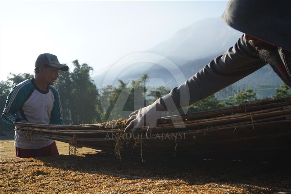 Musim panen tembakau di Wonosobo dan Temanggung
