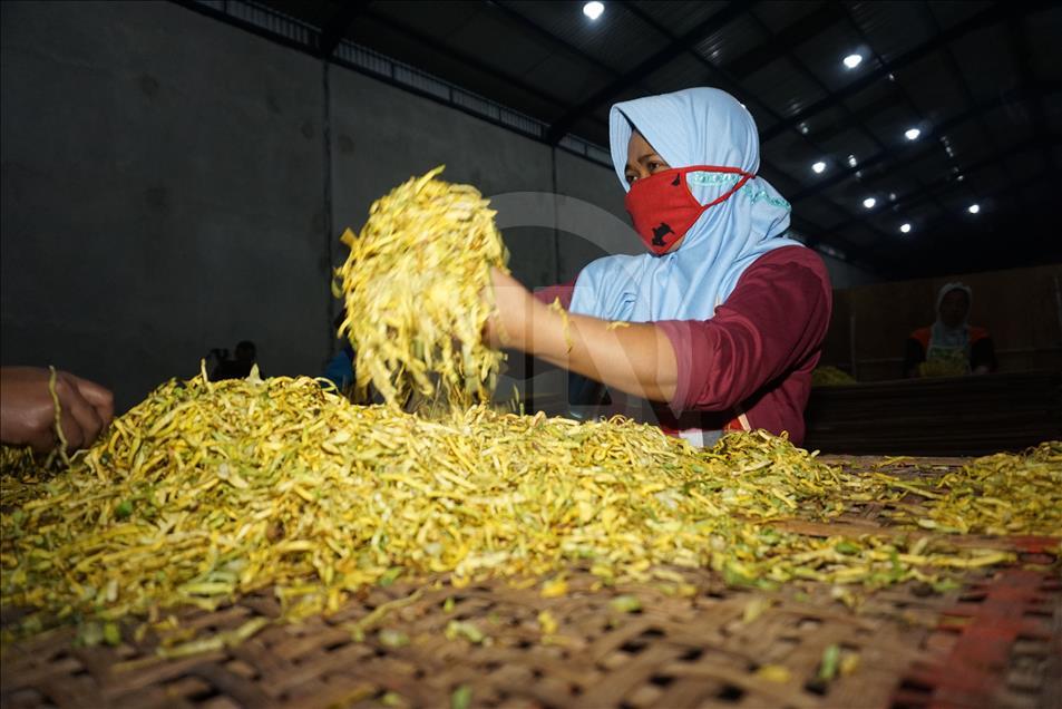 Musim panen tembakau di Wonosobo dan Temanggung