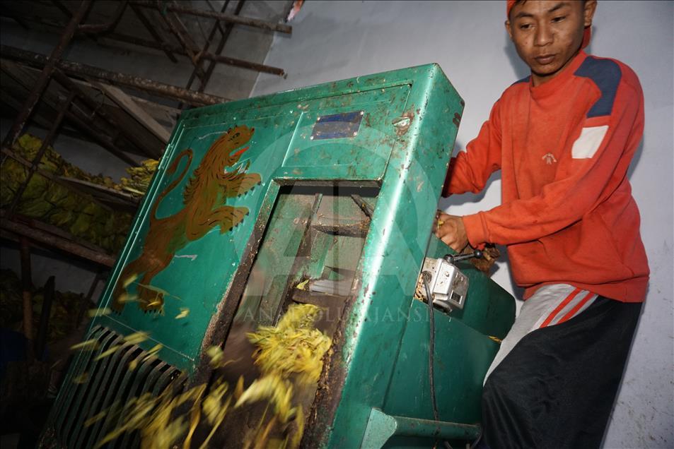 Musim panen tembakau di Wonosobo dan Temanggung