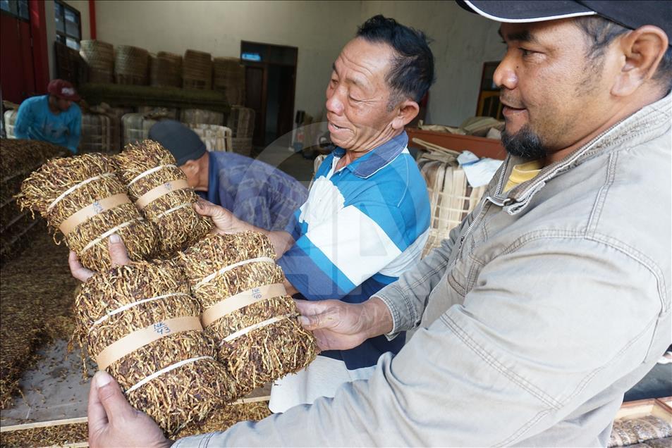 Musim panen tembakau di Wonosobo dan Temanggung