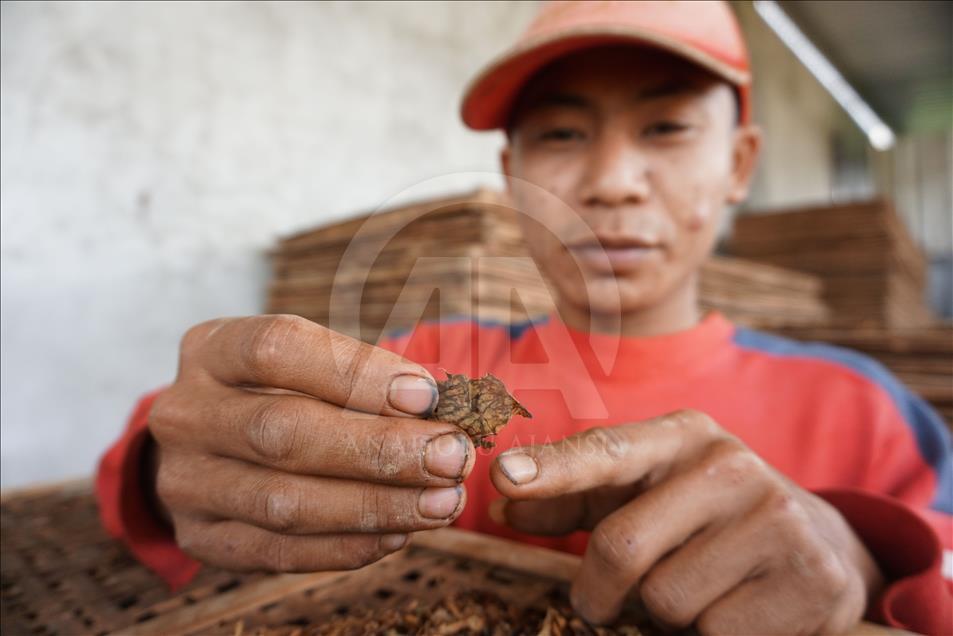 Musim panen tembakau di Wonosobo dan Temanggung