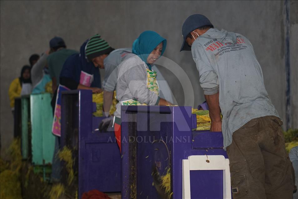 Musim panen tembakau di Wonosobo dan Temanggung