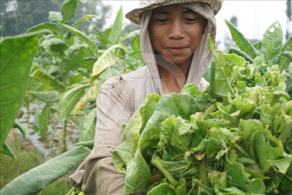 Musim panen tembakau di Wonosobo dan Temanggung