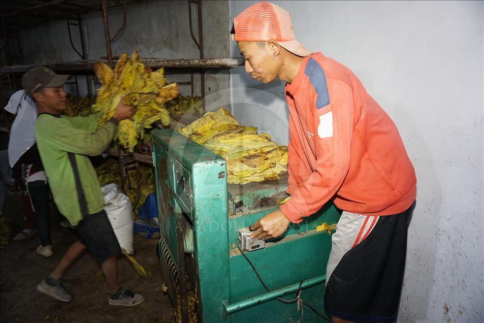 Musim panen tembakau di Wonosobo dan Temanggung