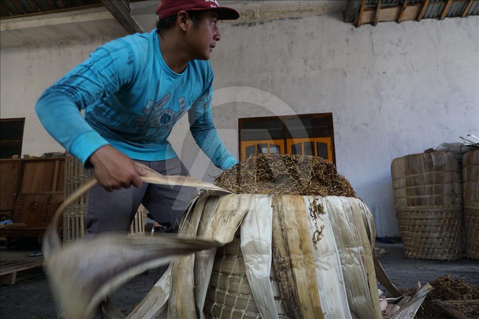 Musim panen tembakau di Wonosobo dan Temanggung