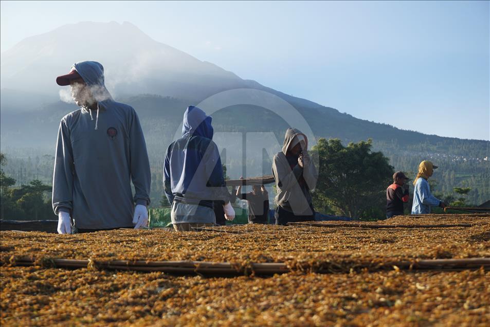 Musim panen tembakau di Wonosobo dan Temanggung