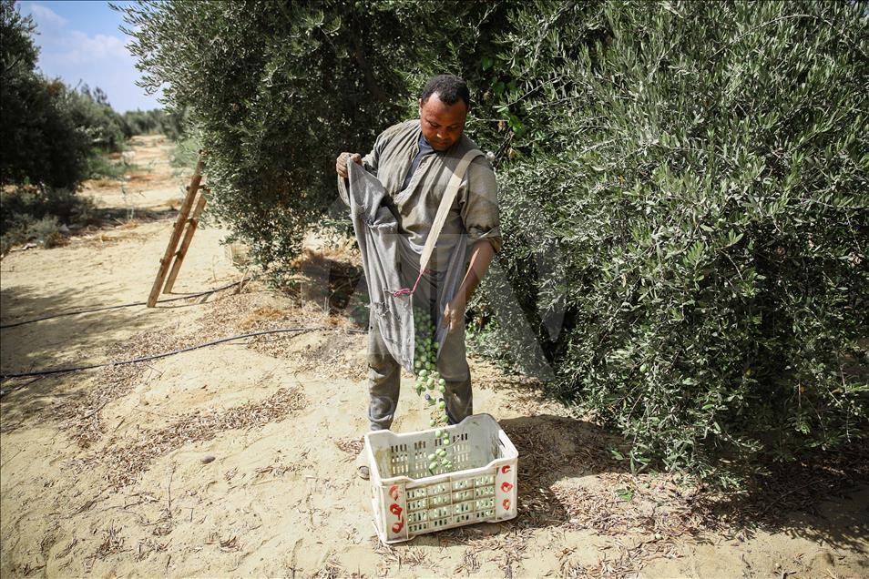 Olive harvest in Egypt