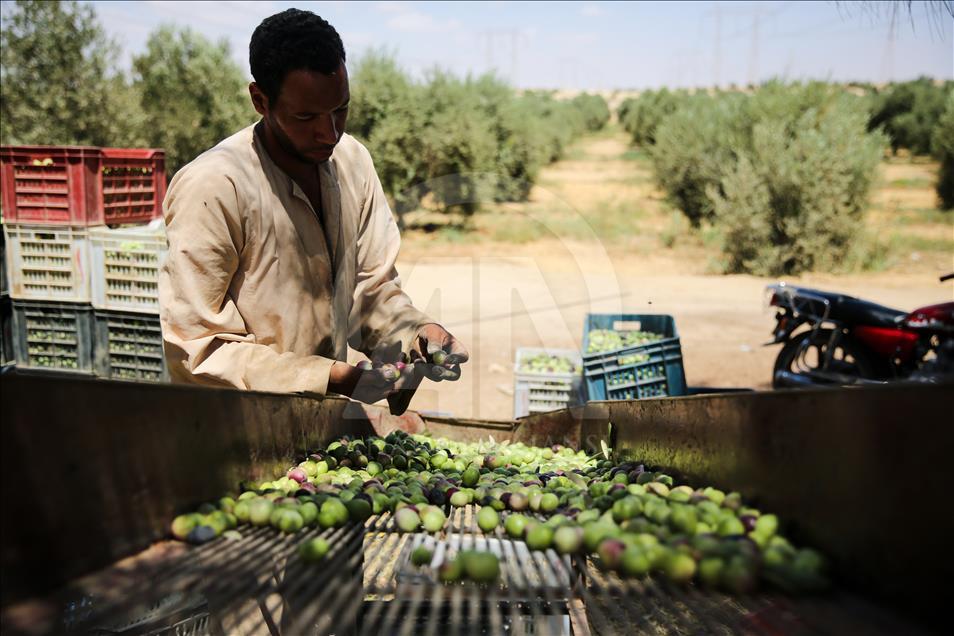 Olive harvest in Egypt