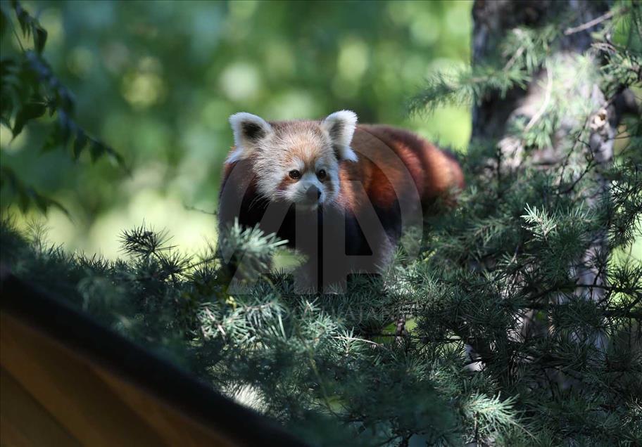 El panda rojo, uno de los animales más bellos del mundo