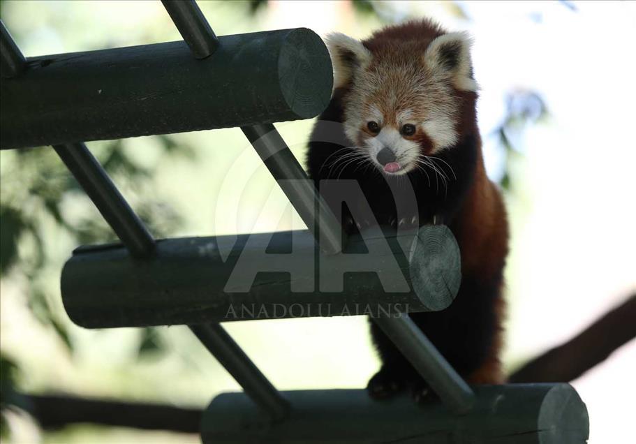 El panda rojo, uno de los animales más bellos del mundo