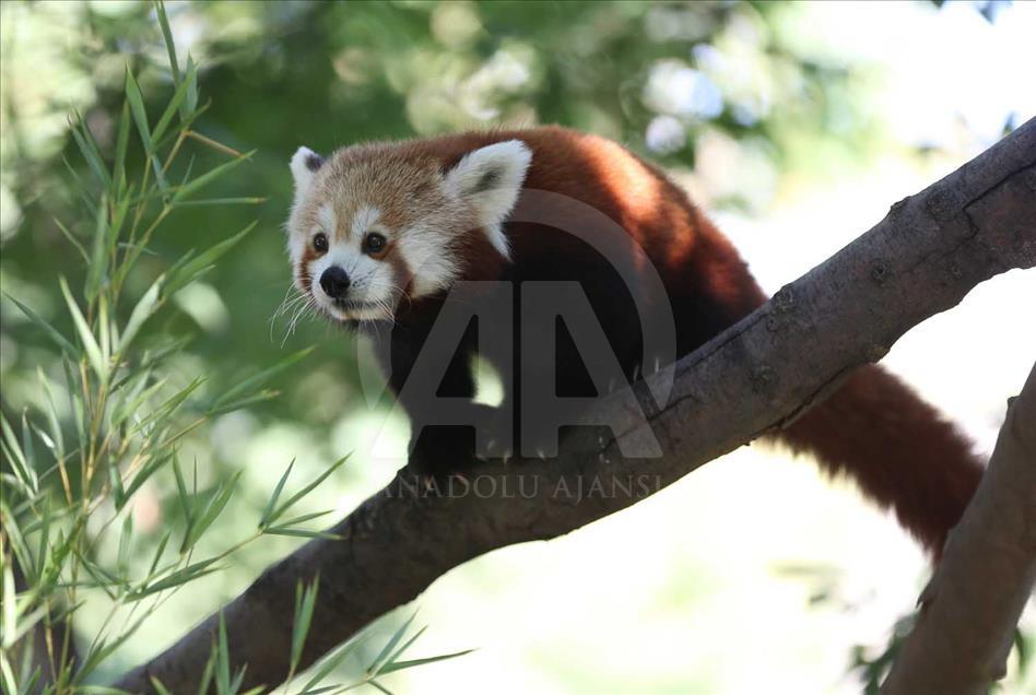 El panda rojo, uno de los animales más bellos del mundo