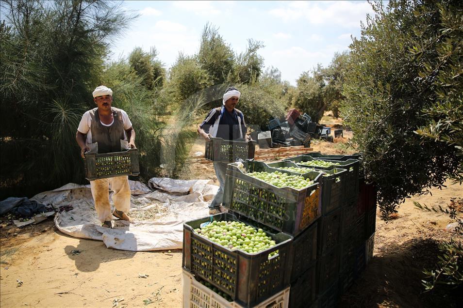 Olive harvest in Egypt
