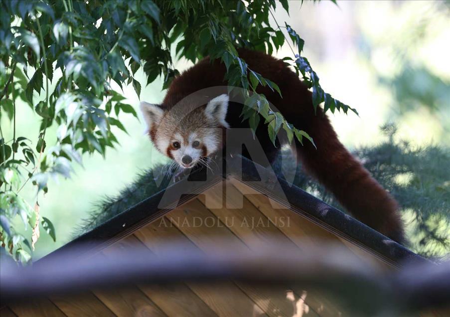 El panda rojo, uno de los animales más bellos del mundo