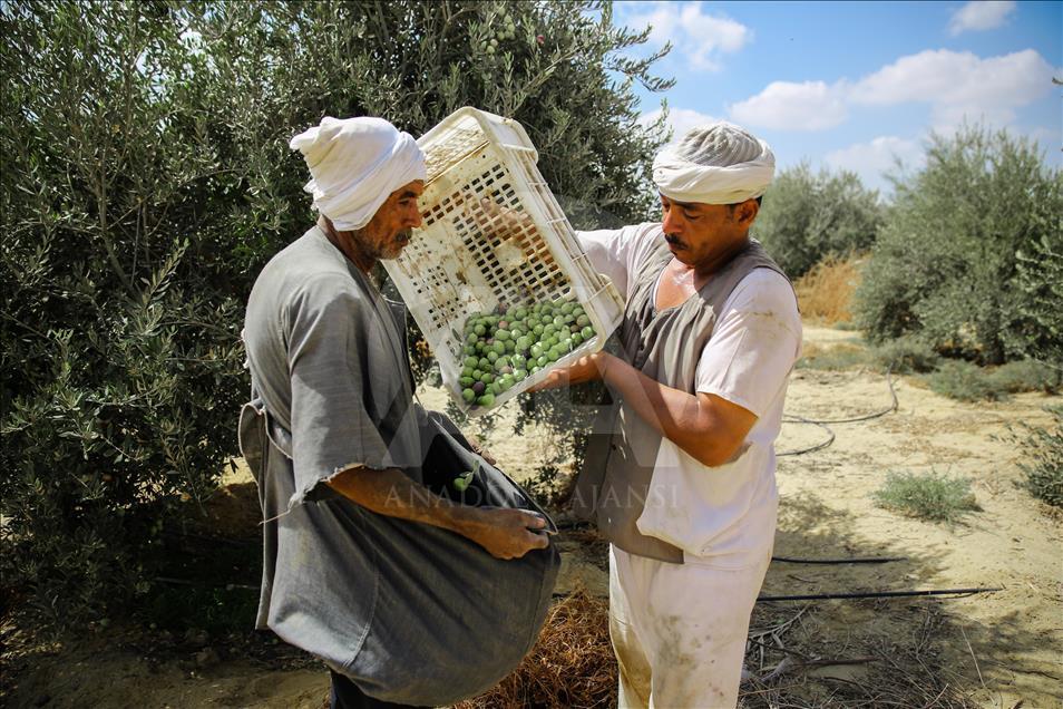 Olive harvest in Egypt