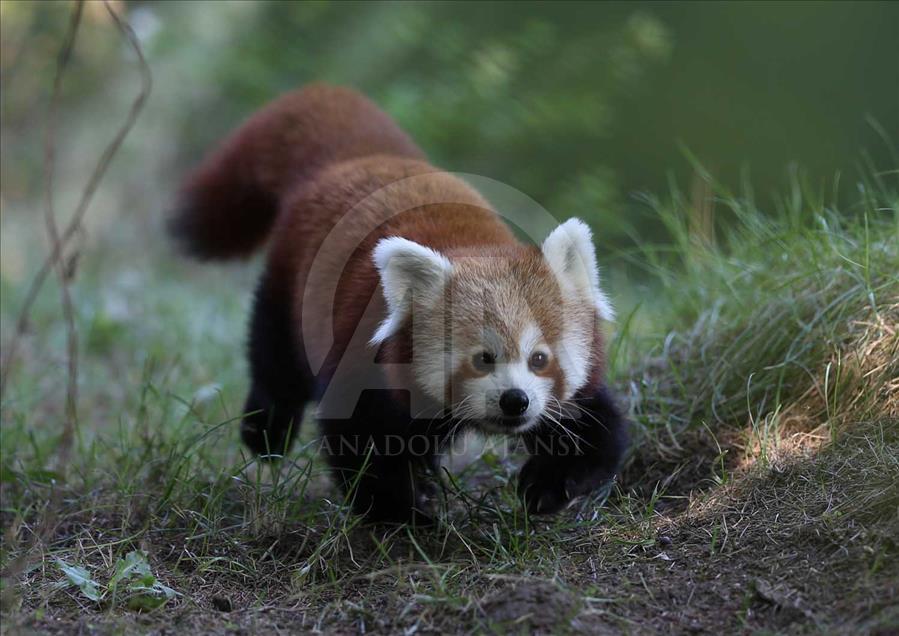El panda rojo, uno de los animales más bellos del mundo