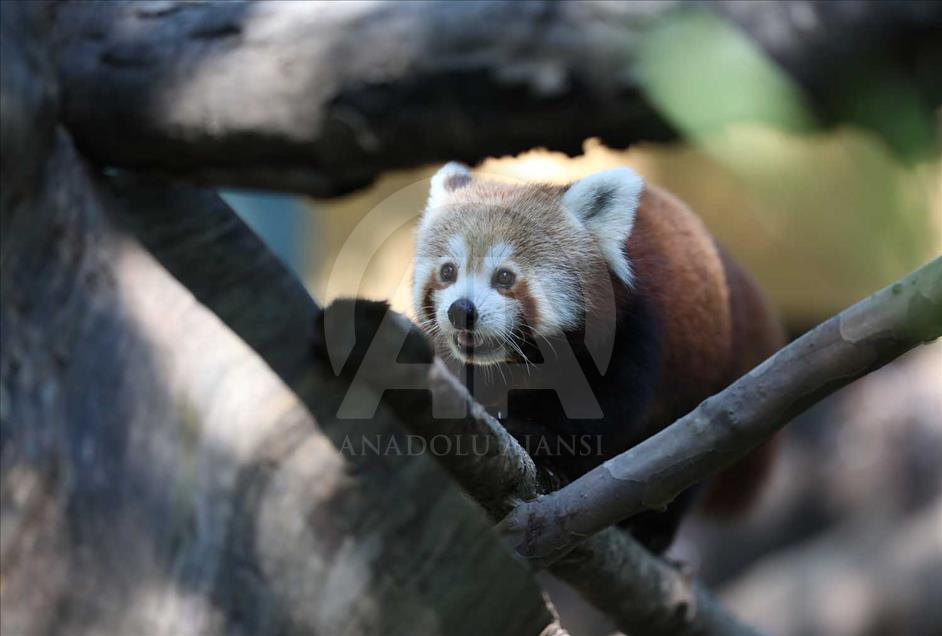 El panda rojo, uno de los animales más bellos del mundo