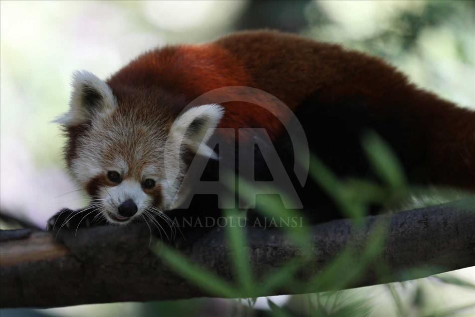 El panda rojo, uno de los animales más bellos del mundo