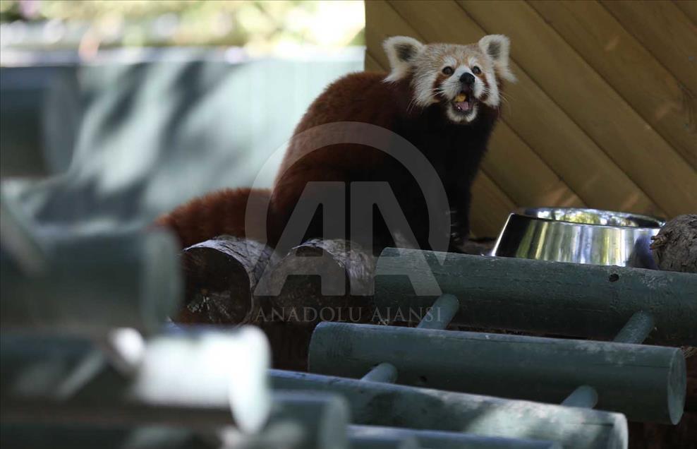 El panda rojo, uno de los animales más bellos del mundo