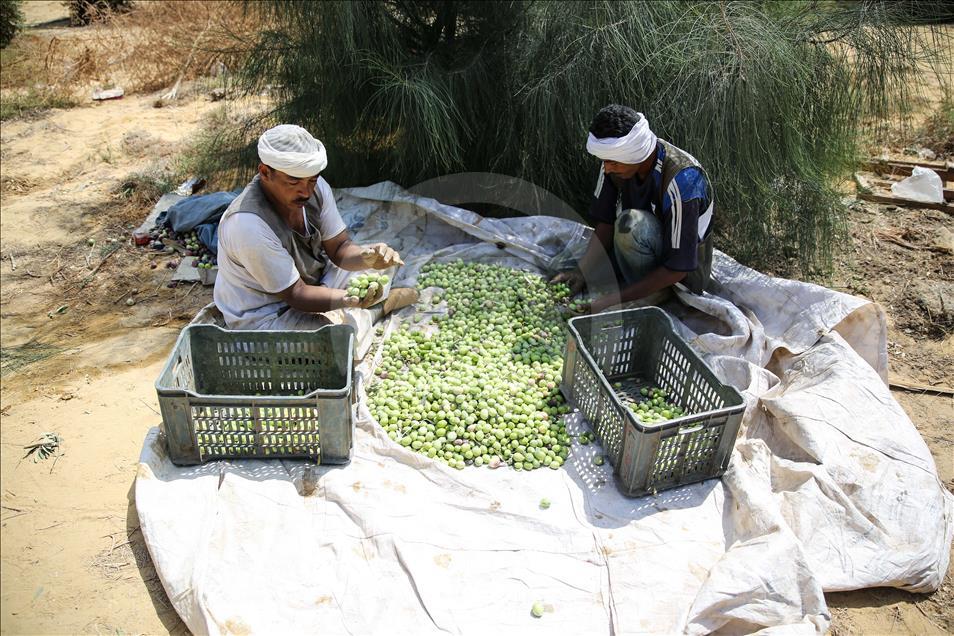 Olive harvest in Egypt