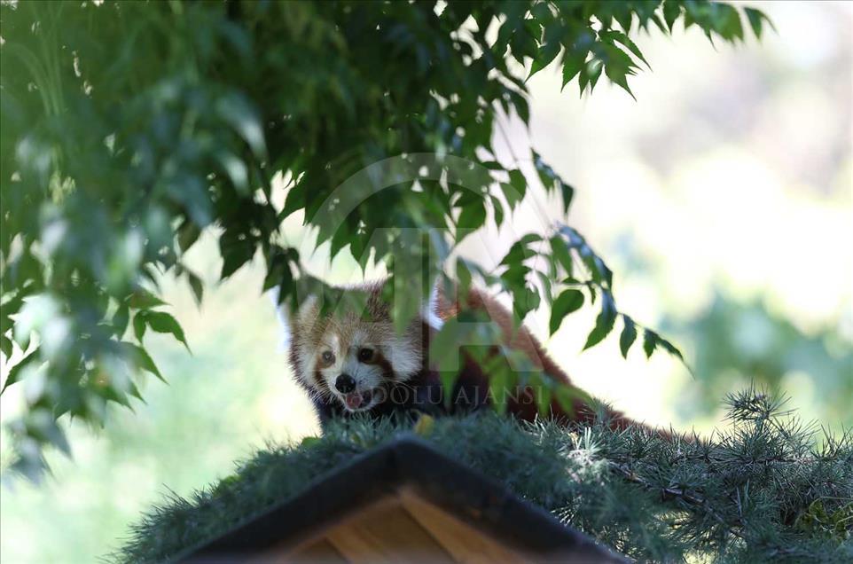 El panda rojo, uno de los animales más bellos del mundo