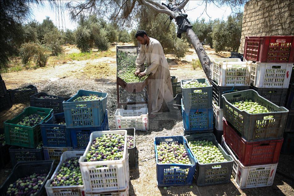 Olive harvest in Egypt