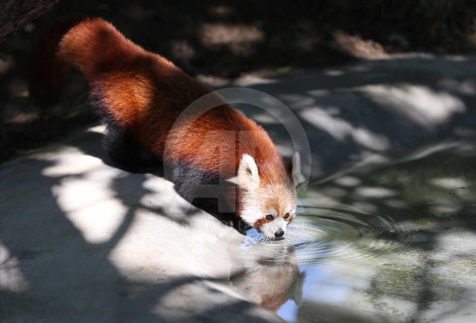 El panda rojo, uno de los animales más bellos del mundo
