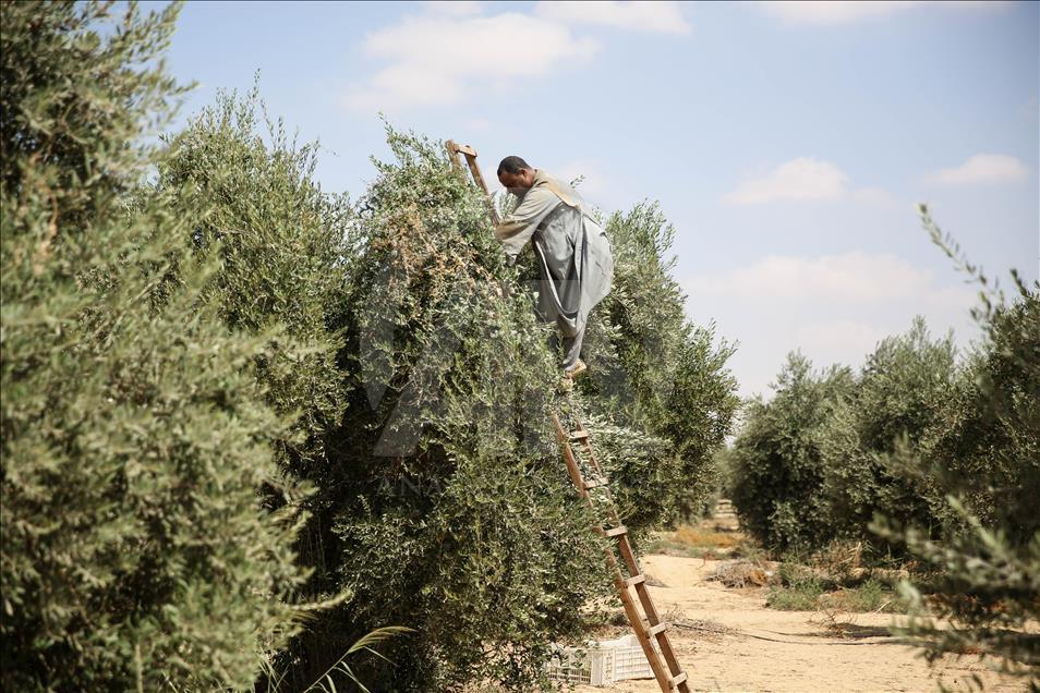Olive harvest in Egypt