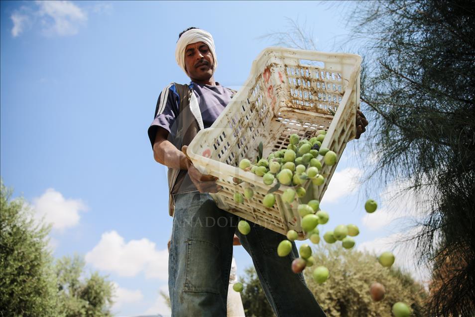 Olive harvest in Egypt