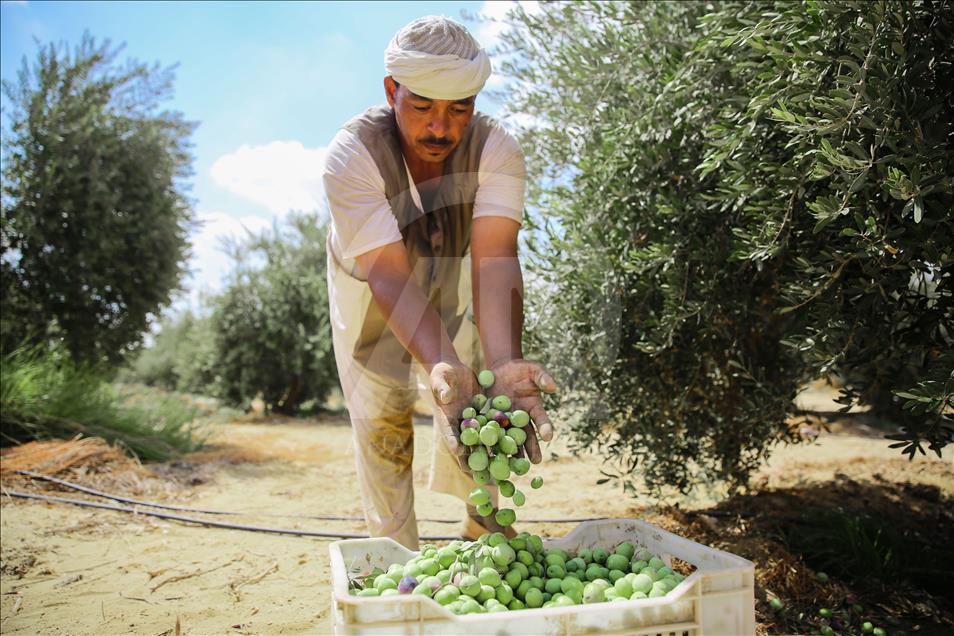 Mısır'da zeytin hasadı