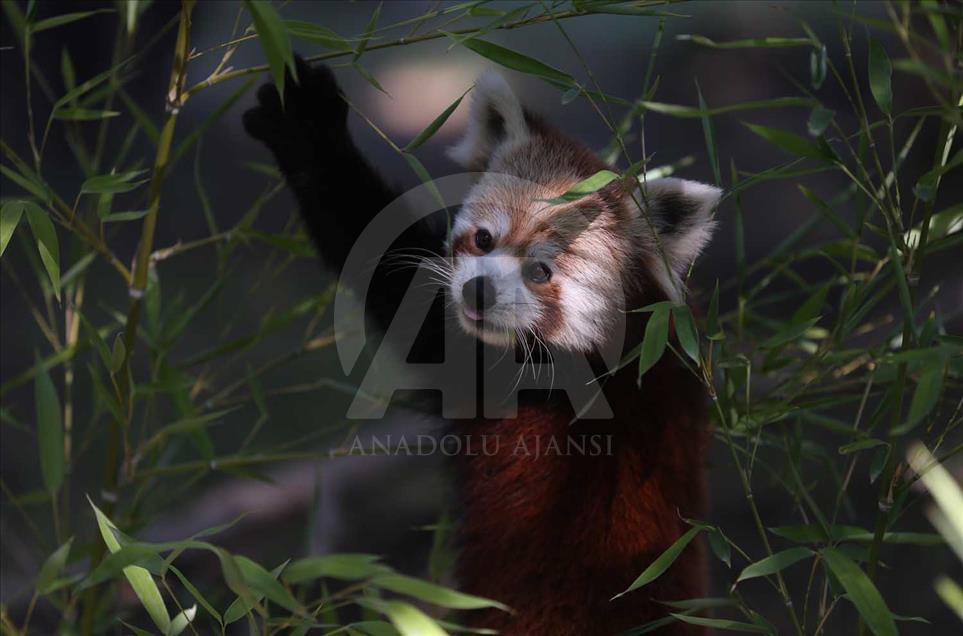 El panda rojo, uno de los animales más bellos del mundo