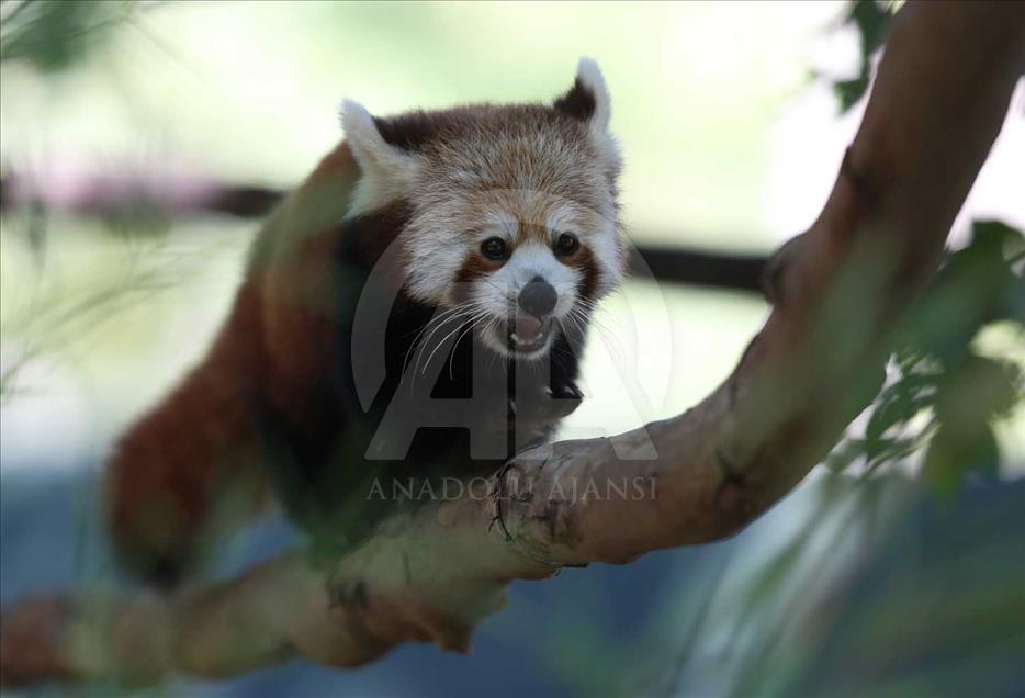 El panda rojo, uno de los animales más bellos del mundo