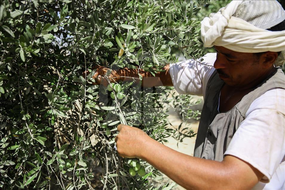 Olive harvest in Egypt