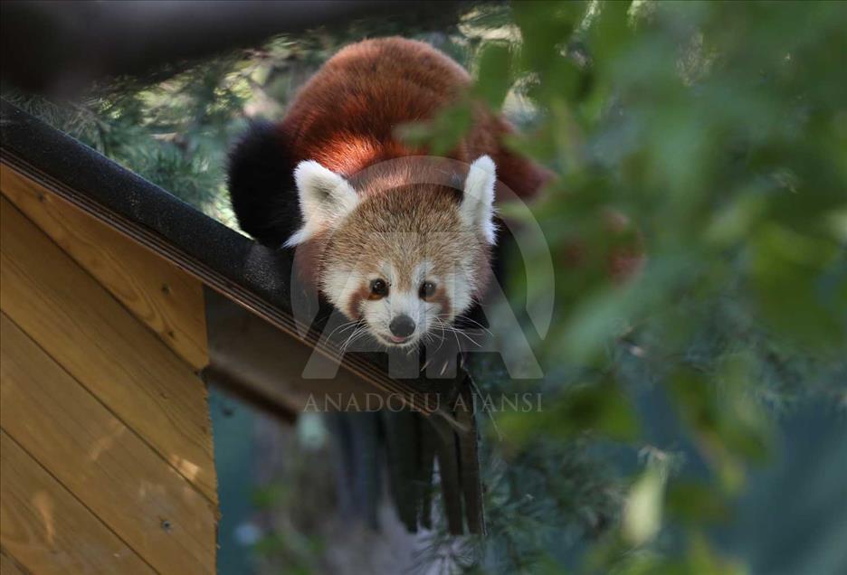 El panda rojo, uno de los animales más bellos del mundo