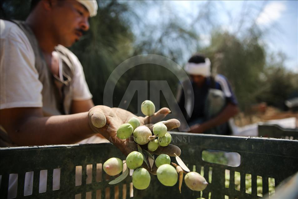 Olive harvest in Egypt