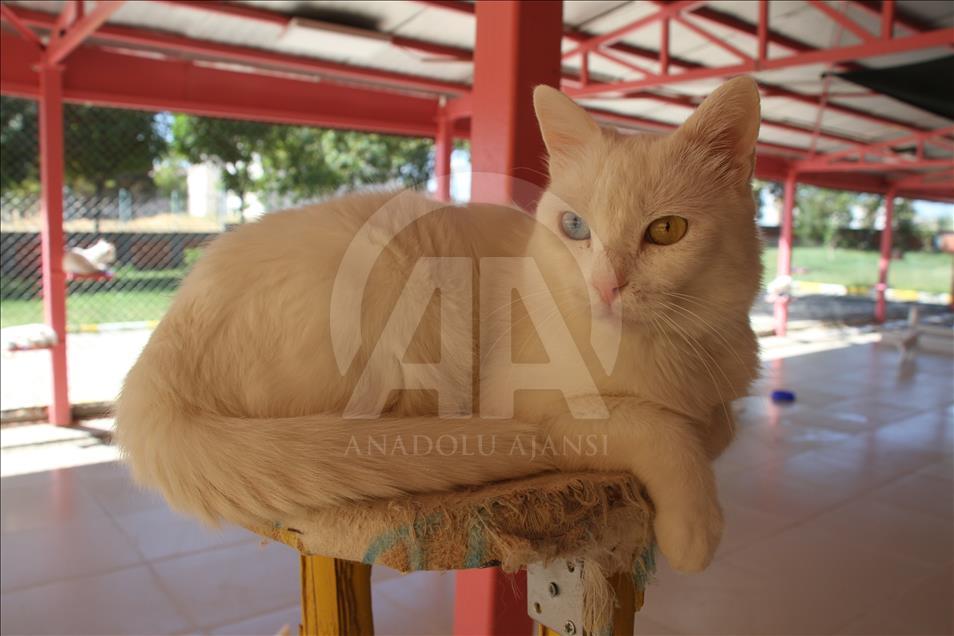 "Her evde bir Van kedisi" kampanyasına ilgi artıyor

