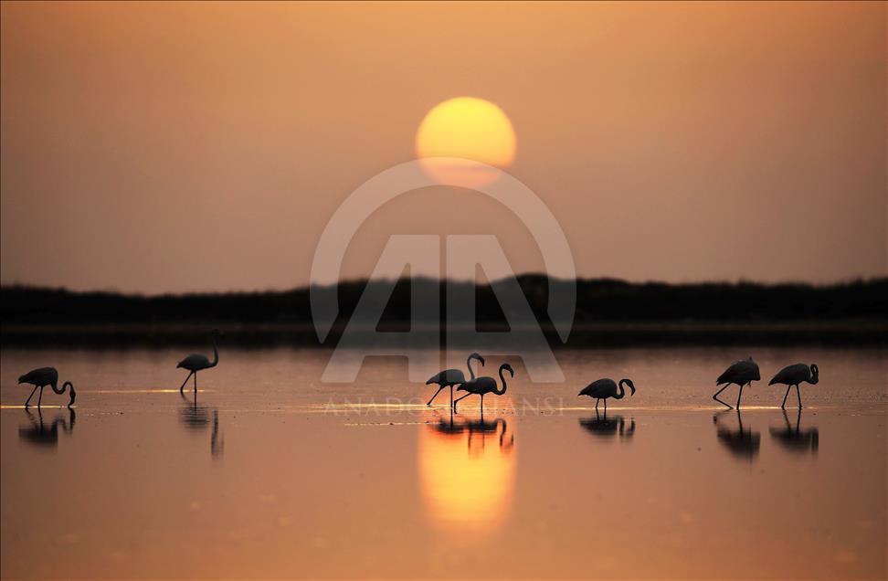 Tunus sahillerinde flamingoların dansı
