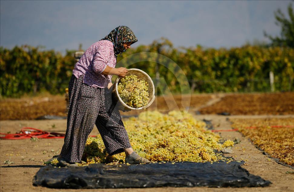 Panen kismis tanpa biji di Manisa, Turki