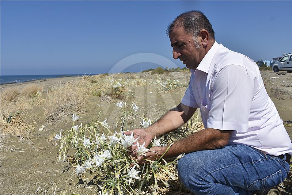 Akdeniz'in süsü nesli tükenen kum zambağı