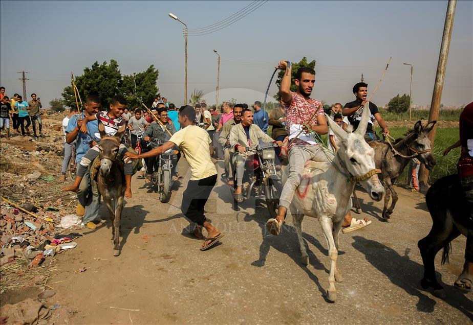 Carrera de burros en Egipto