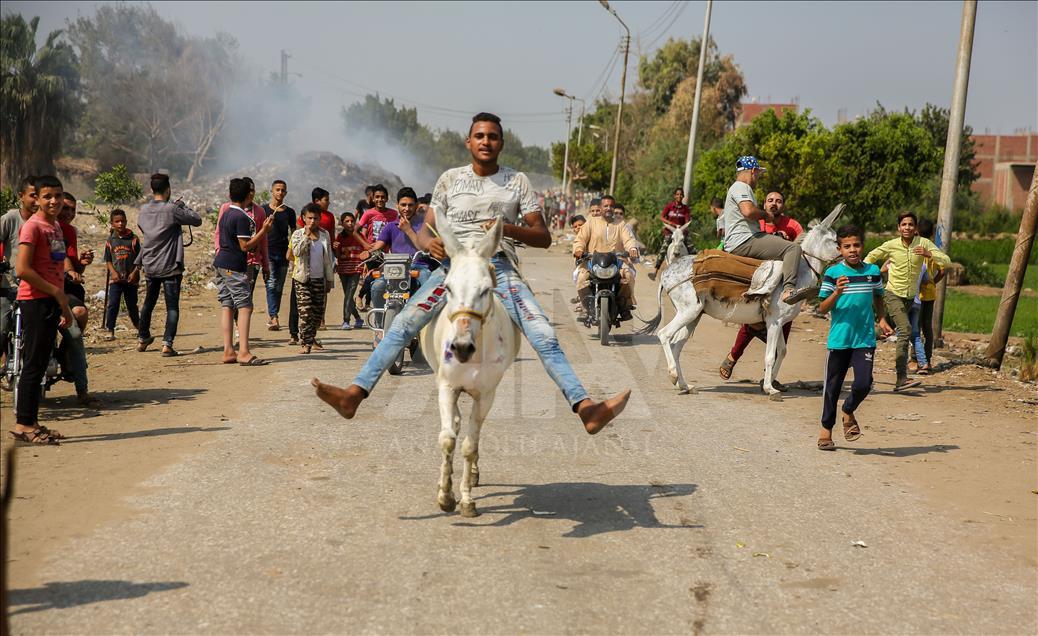 Carrera de burros en Egipto