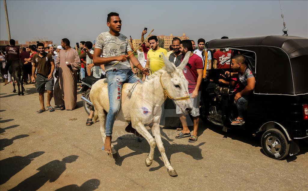 Carrera de burros en Egipto