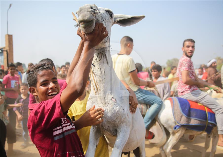 Carrera de burros en Egipto