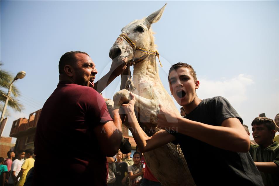 Carrera de burros en Egipto