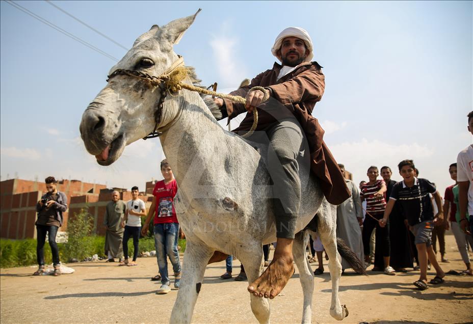 Carrera de burros en Egipto